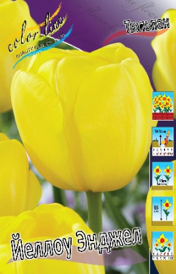 Тюльпан Йеллоу Энджел (1шт) 6073