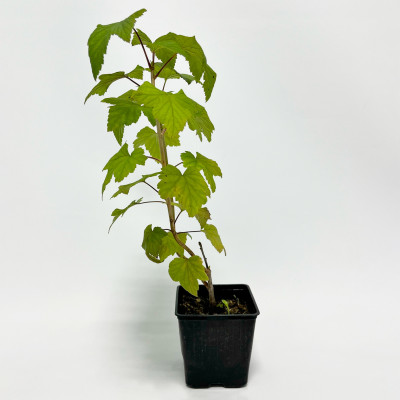 Смородина чёрная Голиаф