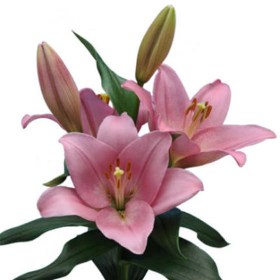 Лилия Мандалей Бэй (1шт) 9404