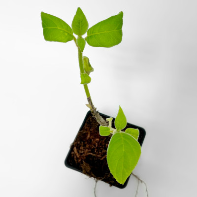 Гортензия шершавая Саржента (2)