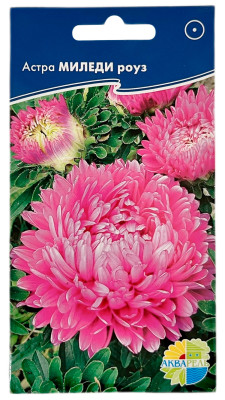 Астра МИЛЕДИ роуз АКВАРЕЛЬ