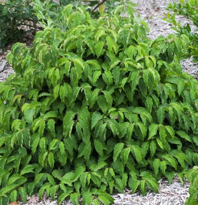 Дёрен отпрысковый Келси 4954