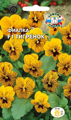 Фиалка Тигренок