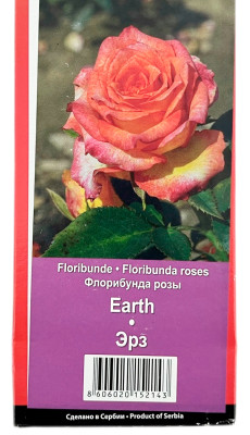 Роза флорибунда ЭРЗ EARTH