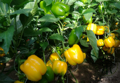 Перец Желтый бык (25шт)