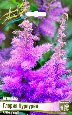 Астильба Глория Пурпурея (2шт)