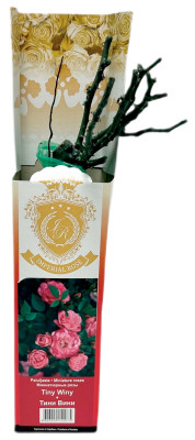 Миниатюрные розы ТИНИ ВИНИ TINY WINY (2)