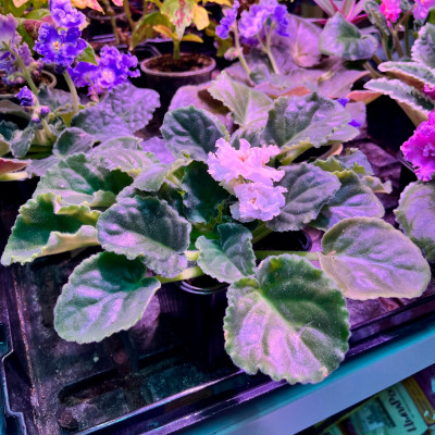 Фиалка саженцы микс