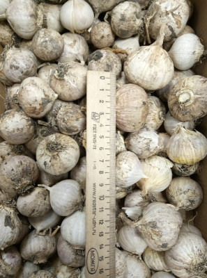 Чеснок однозубка Петровский двулетний 3шт