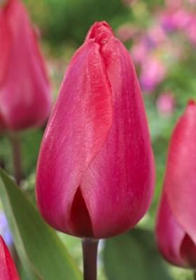 Тюльпан Барре Альта (1шт) 2627