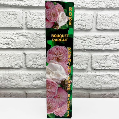 Роза мускусная БУКЕ ПАРФЕ
