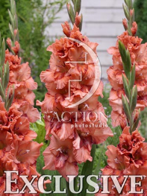 Гладиолус Уфа (1шт) 5747