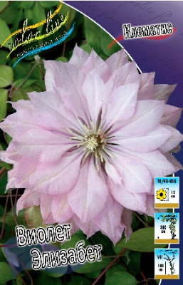 Клематис Виолет Элизабет (1шт) 63