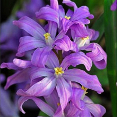 Хионодокса Вайолет Бьюти (10шт) 5890