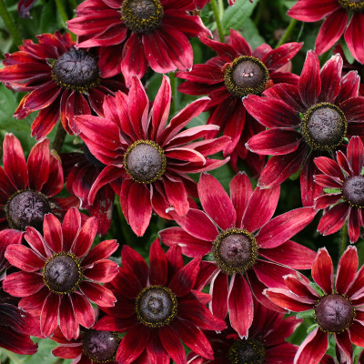 Рудбекия Шерри Бренди (1шт)