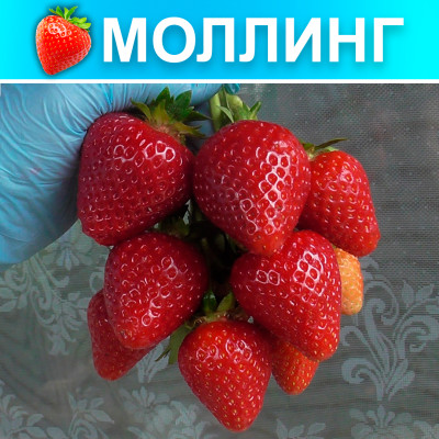 Земляника (Клубника) Моллинг Сентчери (Столетие) в кассете