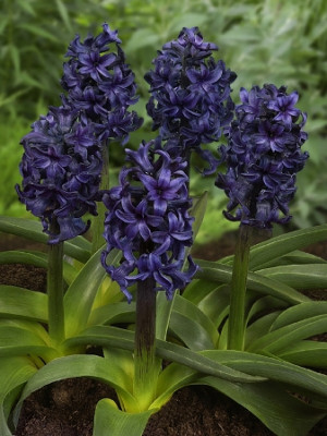 Гиацинт Спрингфилд 14/15 (1шт) 6768