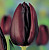 Тюльпан Айаан (1 шт) 3341