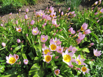 Тюльпан Витрина Ботанический 7160 Наскальный пинк saxatilis 7/8 1шт