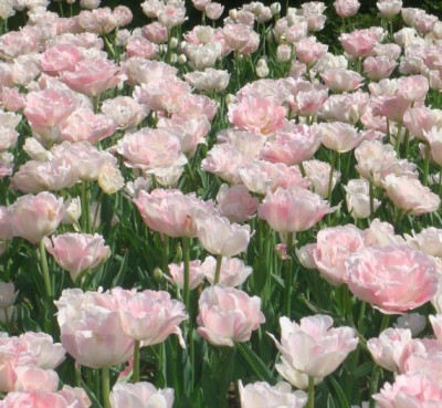 Тюльпан Априкот Анжелика (1шт) 3317 (10)