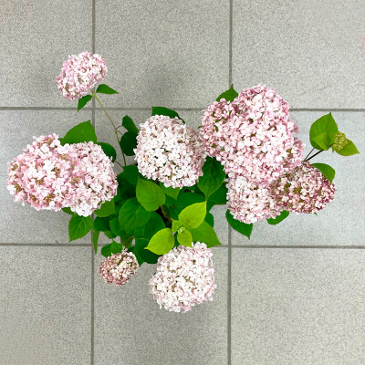 Гортензия древовидная Кандибелле Минибелл (3)