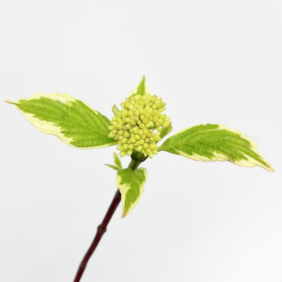 Дерен белый Сибирика Вариегата (2)