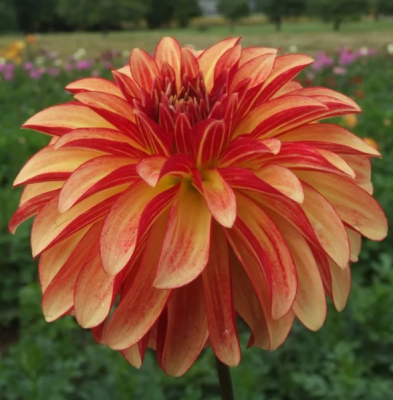 Георгин Айриш Пинвил 1шт