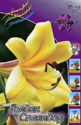 Лилия Голден Сплендор (1шт) 290