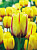 Тюльпан Князь Владимир (1шт) 20.3040 (5)