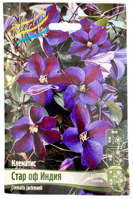 Клематис СТАР ОФ ИНДИЯ (3 группа обрезки)