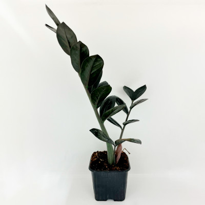 Черный замиокулькас (2)