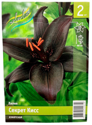 Лилия Секрет Кисс азиатская