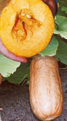 тыква Пастила-Шампань