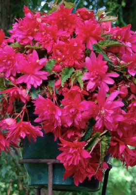 Бегония Пендула Каскад Розовая (1шт) 944