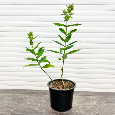 Флокс Свиззл (Р5)