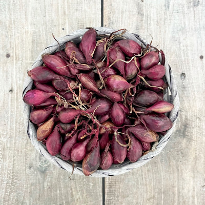 Лук севок КАРМЕН