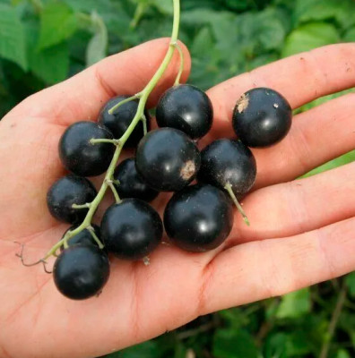 Смородина черная Селеченская-2 (ОКС)