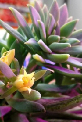 Суккулент эхеверия