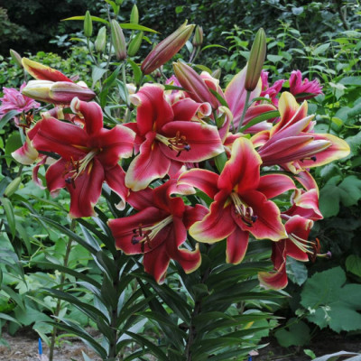 Лилия Африкан Лейди (1шт) 289