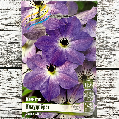 Клематис КЛАУДБЁРСТ