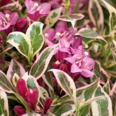 Вейгела Моне 5166