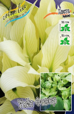 Хоста Уайт Февер (упаковка 1шт) 1763