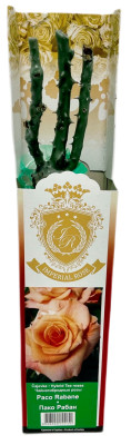 Чайногибридная роза ПАКО РАБАН PACO RABANE (2)