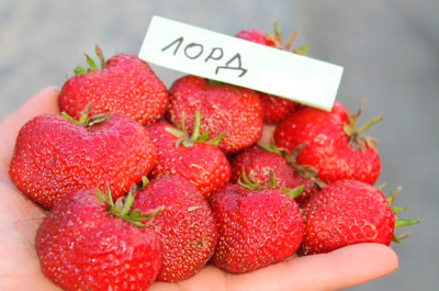 Земляника (Клубника) Лорд в стаканчике