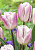 Тюльпан Стрипед Флаг (1шт) 6213