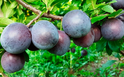 Слива Генеральская