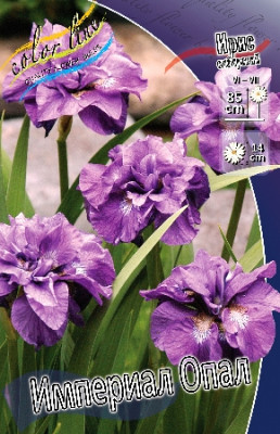 Ирис Империал Опал (1шт)