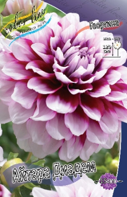 Георгин Айтара Диадем (1шт) 3974