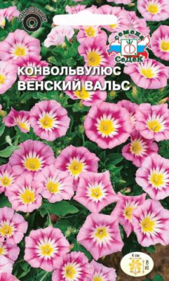 Конвольвулюс Венский Вальс  розовый