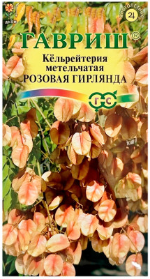 Кёльрейтерия метельчатая РОЗОВАЯ ГИРЛЯНДА ГАВРИШ